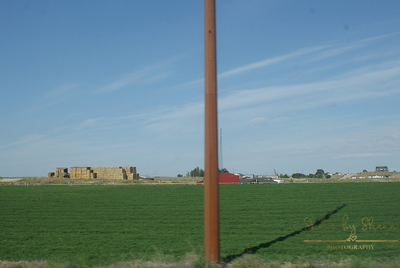 DSC08733